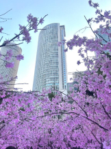 Club GOLD - あおいの女の子ブログ画像