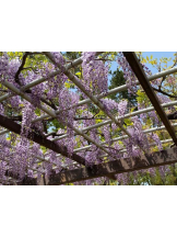 Club GOLD - あおいの女の子ブログ画像