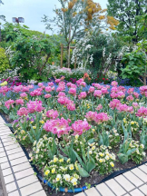 Club GOLD - あおいの女の子ブログ画像