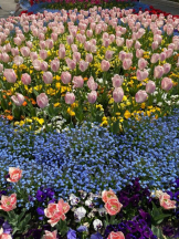 Club GOLD - あおいの女の子ブログ画像