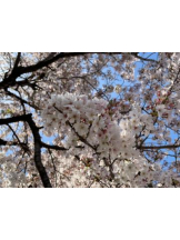 Club GOLD - あみの女の子ブログ画像