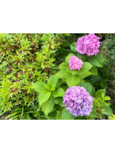 Club GOLD - あみの女の子ブログ画像