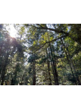 Club GOLD - あみの女の子ブログ画像