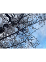 Club GOLD - あみの女の子ブログ画像