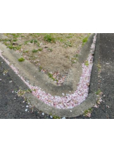 Club GOLD - あみの女の子ブログ画像