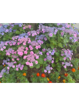 Club GOLD - あみの女の子ブログ画像