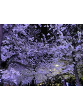 Club GOLD - あみの女の子ブログ画像