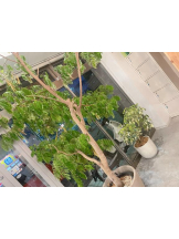 Club GOLD - あみの女の子ブログ画像