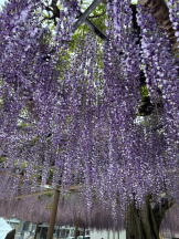 Club GOLD - あみの女の子ブログ画像