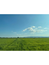 Club GOLD - あみの女の子ブログ画像