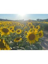 Club GOLD - あみの女の子ブログ画像