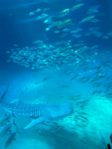 Club GOLD - めいの女の子ブログ画像