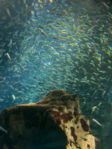 Club GOLD - めいの女の子ブログ画像