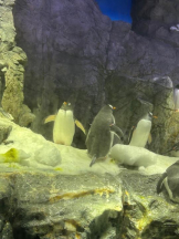 Club GOLD - めいの女の子ブログ画像