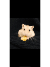 Club GOLD - めいの女の子ブログ画像