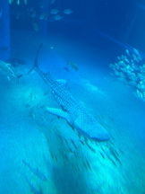 Club GOLD - めいの女の子ブログ画像