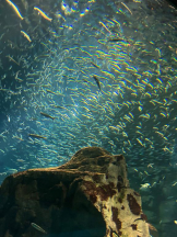 Club GOLD - めいの女の子ブログ画像