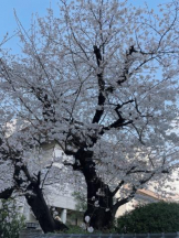 Club GOLD - Yちゃんの女の子ブログ画像