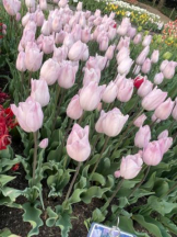 Club GOLD - Yちゃんの女の子ブログ画像