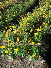 Club GOLD - Yちゃんの女の子ブログ画像