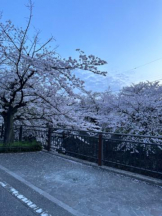 Club GOLD - Yちゃんの女の子ブログ画像