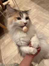 Club GOLD - Yちゃんの女の子ブログ画像