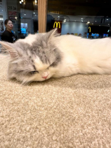 Club GOLD - Yちゃんの女の子ブログ画像