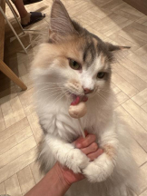 Club GOLD - Yちゃんの女の子ブログ画像