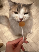 Club GOLD - Yちゃんの女の子ブログ画像