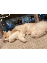 Club GOLD - Yちゃんの女の子ブログ画像