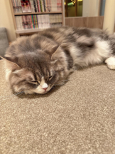 Club GOLD - Yちゃんの女の子ブログ画像