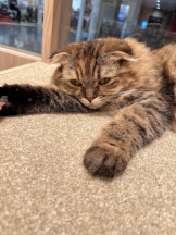 Club GOLD - Yちゃんの女の子ブログ画像