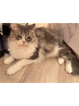 Club GOLD - Yちゃんの女の子ブログ画像