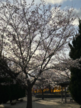 Club GOLD - Yちゃんの女の子ブログ画像