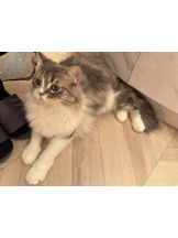 Club GOLD - Yちゃんの女の子ブログ画像