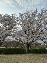 Club GOLD - Yちゃんの女の子ブログ画像