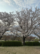 Club GOLD - Yちゃんの女の子ブログ画像