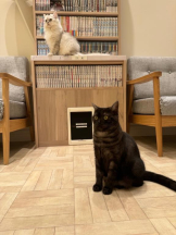 Club GOLD - Yちゃんの女の子ブログ画像