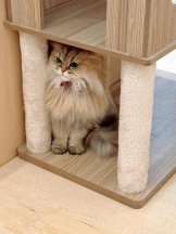 Club GOLD - Yちゃんの女の子ブログ画像