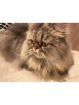 Club GOLD - Yちゃんの女の子ブログ画像