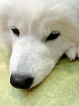 Club GOLD - Yちゃんの女の子ブログ画像