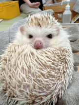 Club GOLD - Yちゃんの女の子ブログ画像