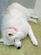 Club GOLD - Yちゃんの女の子ブログ画像