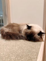 Club GOLD - Yちゃんの女の子ブログ画像