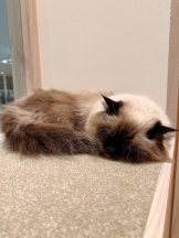 Club GOLD - Yちゃんの女の子ブログ画像