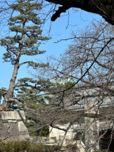 Club GOLD - Yちゃんの女の子ブログ画像