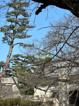 Club GOLD - Yちゃんの女の子ブログ画像