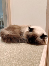 Club GOLD - Yちゃんの女の子ブログ画像