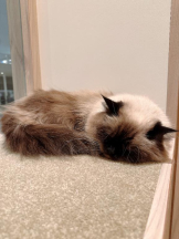 Club GOLD - Yちゃんの女の子ブログ画像