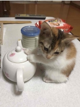 PURITY - らんの女の子ブログ画像